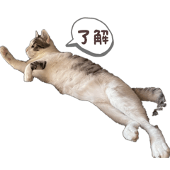 ichiko_20260506213601