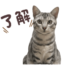 tora stamp2026.3.6