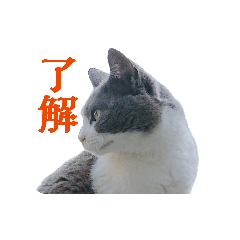 Ash and White Cat's Tale