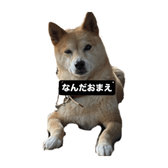 ちょこっとちこちゃん