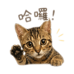 璐璐咪日常版1