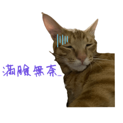 小貓生活（懶洋洋篇）