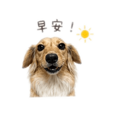 焦糖妹妹與他家人