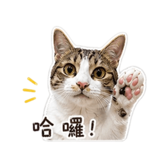 阿嚕嚕Lu