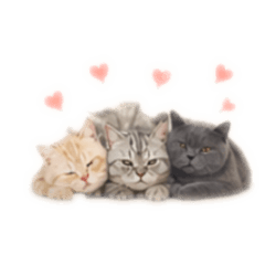 三小喵の日常