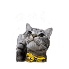 Kibo小貓貓咪咪貓貓2
