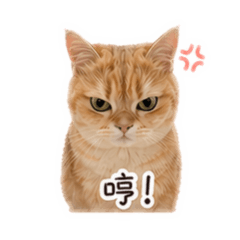 糖糖首發
