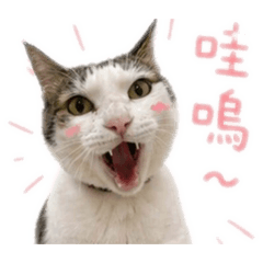 我的貓主子