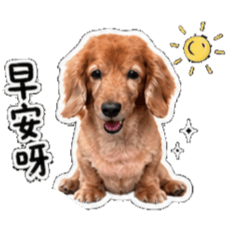 阿鼻狗狗