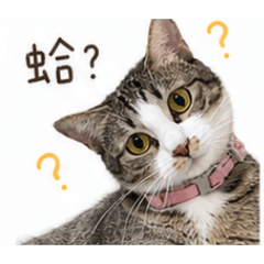 Tammy的貓貓們