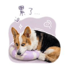 可愛の胖妞