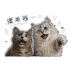鄀卡莫安一家日常