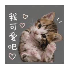 發財小寶