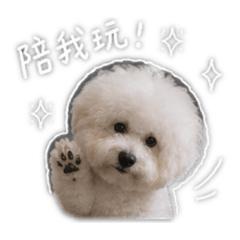 Q比大笨狗