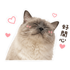 小貓先生