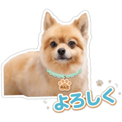 minto_20260506230656