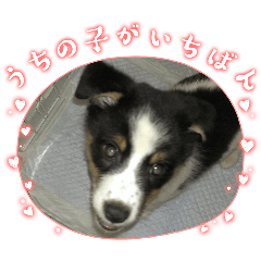 tomo_20260506220728
