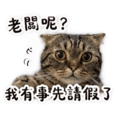 貓咪不想動