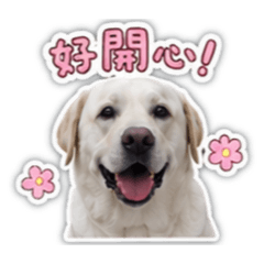 東東傻不隆咚東
