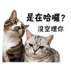 芝麻湯圓兄妹嗆聲