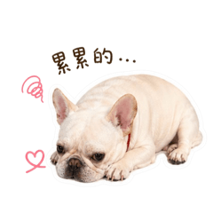 咪嚕日常物語