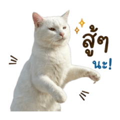 Momoko_20260428153517