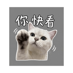 辣隻貓貓