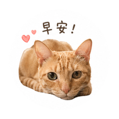 咪醬撒嬌日常