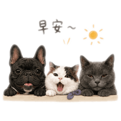 一家毛孩