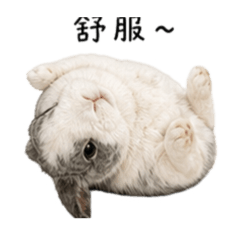 球球的生活日常2