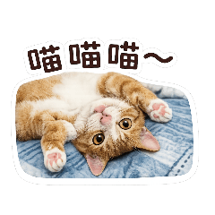 橘橘喵日常生活