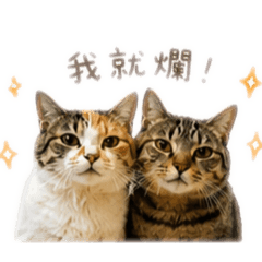 巧克力＆小花｜日常療癒貓咪