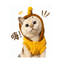 湯圓本圓2