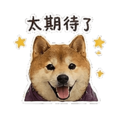 Baby 柴柴 Shiba Inu