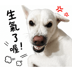 寵物日常用語-壞壞