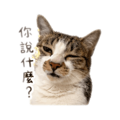 地方四寶媽