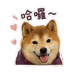 Baby柴柴 Shiba Inu