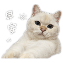 湯圓本圓3