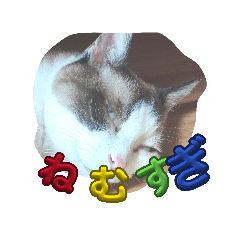 im catmen_20260506224655