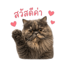 ojhgggggg_20260508205510