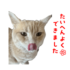 Masa_20260506230911