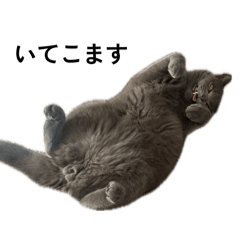 neko_20260506231209