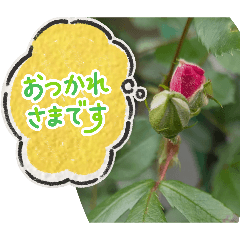 this flower is beautiful"