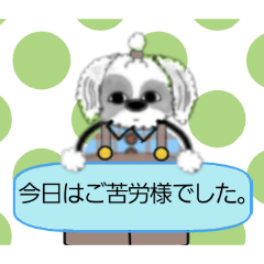 Shih Tzu 4: Daily Courtesy