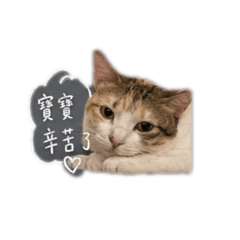 (⁎⁍̴̛ᴗ⁍̴̛⁎).。
