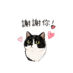 貓的日常123