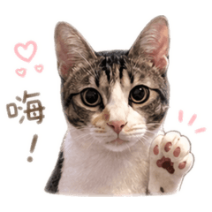 三花虎斑貓貓Mia