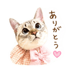 kuroro_20260506232101