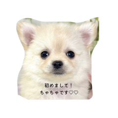 chacha_20260506234024