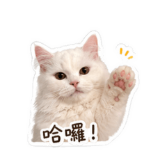阿糰小寶貝
